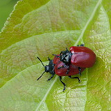 Insects